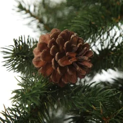 Pencil Pine Christmas Tree Best