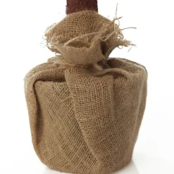 Pencil Pine Christmas Tree Best