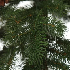 Pencil Pine Christmas Tree Best