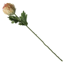 Pink and Cream Pincushion Protea Flower Stem Flash Sale