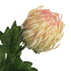 Pink and Cream Pincushion Protea Flower Stem Flash Sale