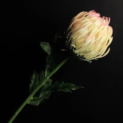 Pink and Cream Pincushion Protea Flower Stem Flash Sale