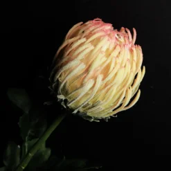 Pink and Cream Pincushion Protea Flower Stem Flash Sale