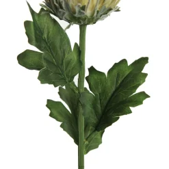 Pink and Cream Pincushion Protea Flower Stem Flash Sale