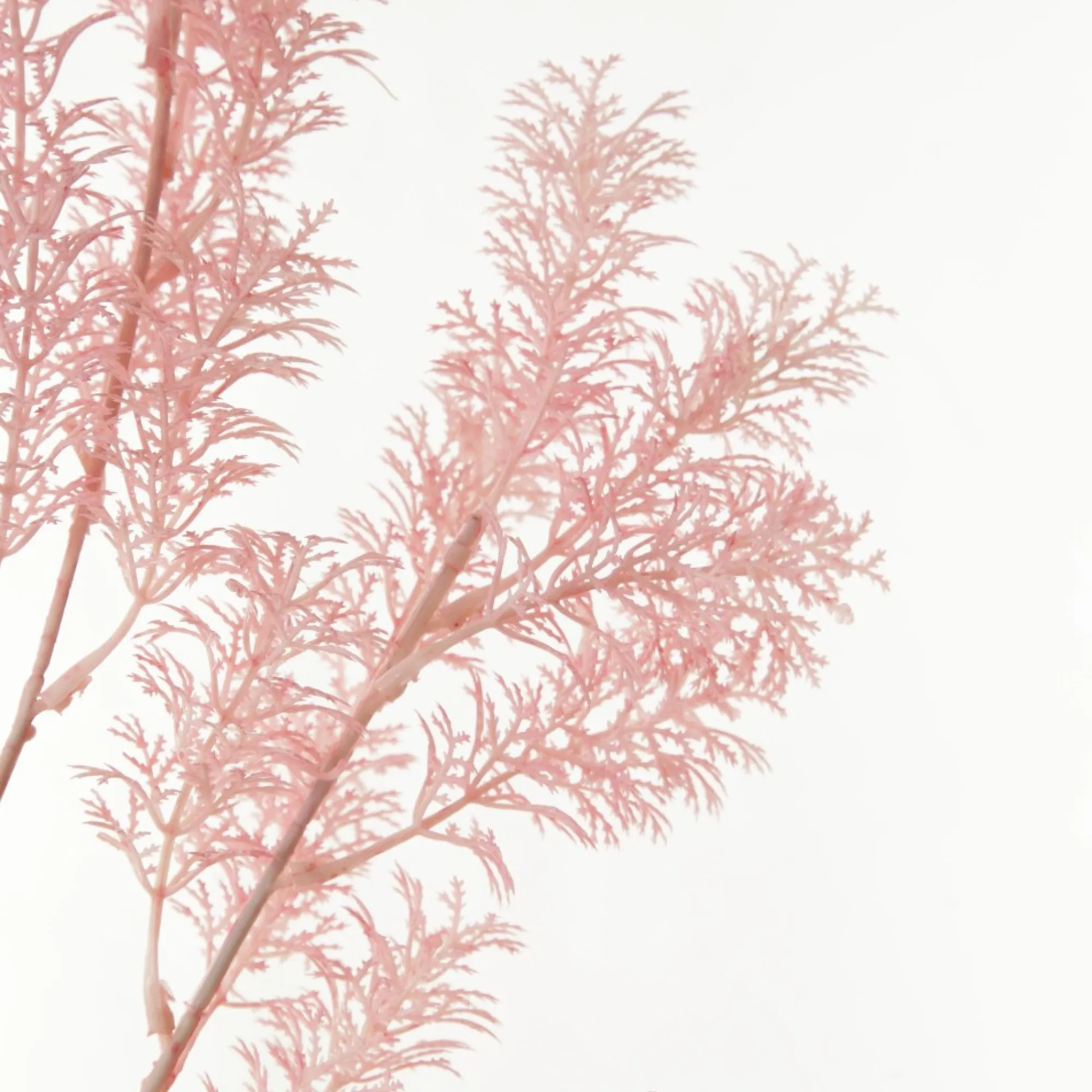 Pink Bushy Coral Spray Best Sale