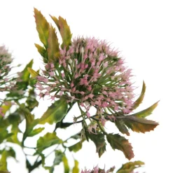 Pink Gumnut Flower Christmas Bush Spray Sale