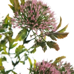 Pink Gumnut Flower Christmas Bush Spray Sale