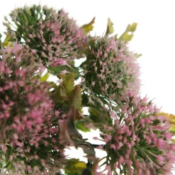 Pink Gumnut Flower Christmas Bush Spray Sale