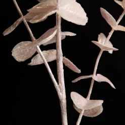 Pink Pearl Eucalyptus Dollar Gum Spray Shop