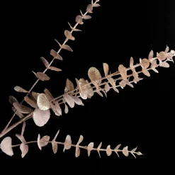 Pink Pearl Eucalyptus Dollar Gum Spray Shop