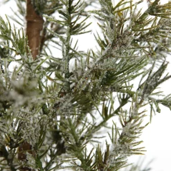 Potted Christmas Pine Tree with Snowy Top Discount