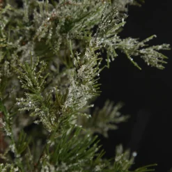 Potted Christmas Pine Tree with Snowy Top Discount
