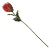 Red Pincushion Protea Flower Stem Best Sale
