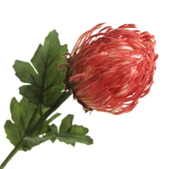 Red Pincushion Protea Flower Stem Best Sale