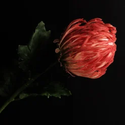 Red Pincushion Protea Flower Stem Best Sale