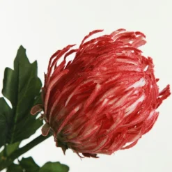 Red Pincushion Protea Flower Stem Best Sale
