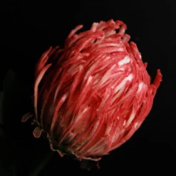 Red Pincushion Protea Flower Stem Best Sale