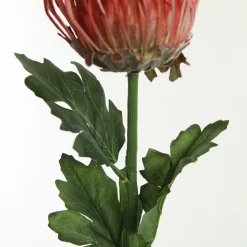 Red Pincushion Protea Flower Stem Best Sale