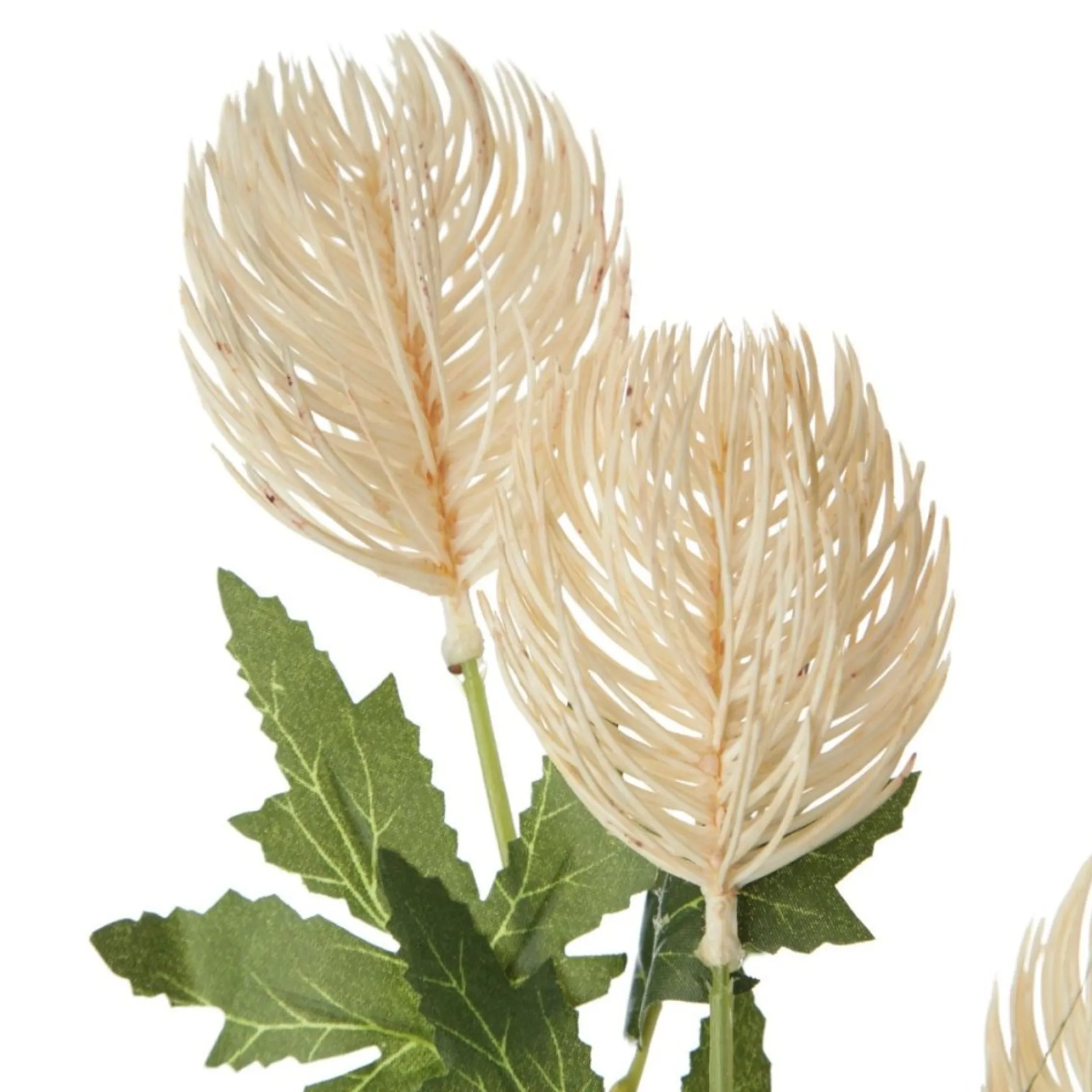 Triple Head Cream Banksia Spray Clearance