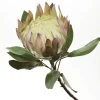 White King Protea Flower Stem Online