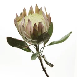White King Protea Flower Stem Online