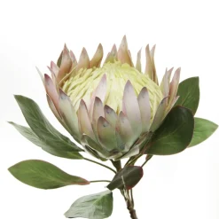 White King Protea Flower Stem Online