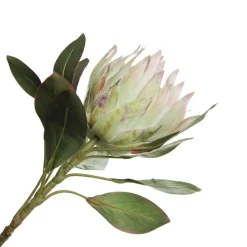 White King Protea Flower Stem Online