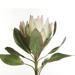White King Protea Flower Stem Online