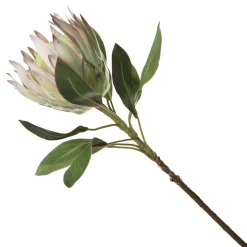 White King Protea Flower Stem Online