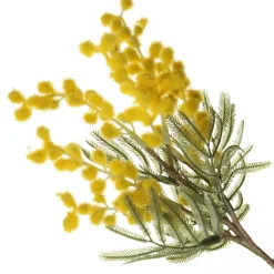 Yellow Wattle Stem Spray Best